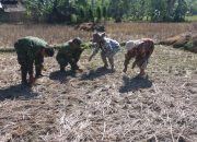 Demi Meningkatkan swasembada Pangan Babinsa Koramil 08/Mandrehe, turun kelapangan bantu Poktan