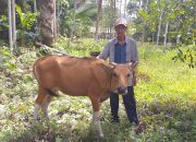 Distanak Sultra di Apresiasi oleh Kelompok Ternak Sapi Moramo Konsel Atas Bantuan Bibit Sapi