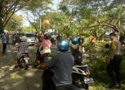 Pohon Trambessi Rebah Melintang, Nyaris Menimpa Kendaraan Roda Dua