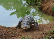 Bocah Umur 10 Tahun Tewas Diterkam Buaya