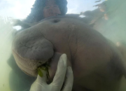 Diduga Syok dan Makan Limba Plastik, Duyung Berusia 8 Bulan Meninggal