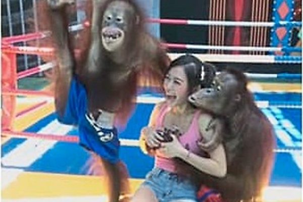 Artis Stella Chen Diraba-raba Orang Utan ketika Berkunjung ke Kebun Binatang