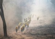 Lebih dari 2 juta hewan mati di kebakaran hutan Bolivia