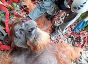 Orang Utan yang terancam punah ditemukan kekurangan gizi