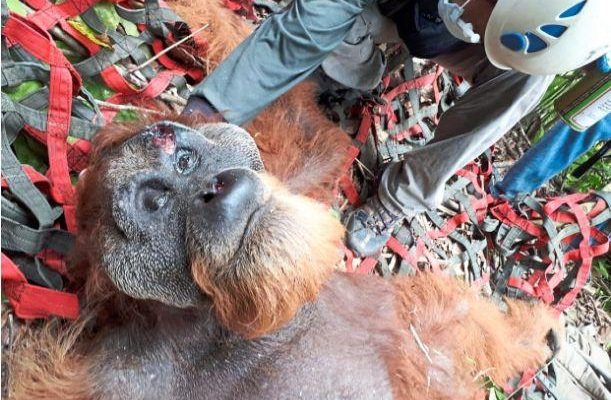 Orang Utan yang terancam punah ditemukan kekurangan gizi