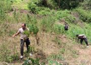 Ladang Ganja Seluas 5 Hektar di Temukan Dipegunungan Sumatera Utara