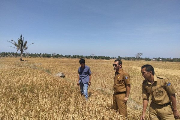 Akibat Kemarau Ekstrim 80% Areal Persawahan di Jeneponto Dipastikan Gagal Panen