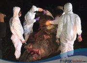 Hadiah RM20.000 untuk pelaku pembunuhan gajah secara brutal