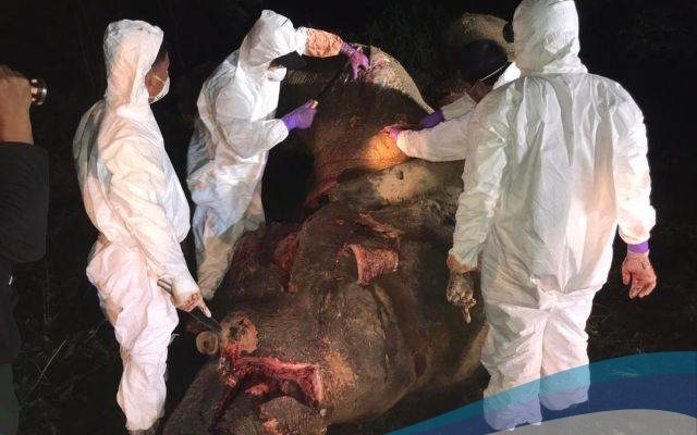 Hadiah RM20.000 untuk pelaku pembunuhan gajah secara brutal