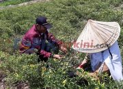 Bantu Warga Panen Cabai, Kapolsek Mapsu Sempatkan Beri Himbauan Kamtibmas
