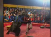 Video: Pelatih di serang beruang disebuah pertunjukan sirkus