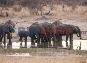 Lusinan gajah mati akibat kekeringan di Zimbabwe