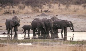 Lusinan gajah mati akibat kekeringan di Zimbabwe