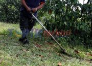 Petugas Pemotong rumput di Melaka Temukan delapan bagian tubuh manusia