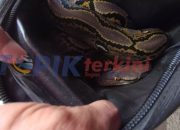 Pencuri kabur setelah mencuri tas ransel yang penuh ular
