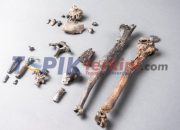 Kera prasejarah dari Jerman berjalan dua kaki mengubah pemahaman tentang asal usul evolusi dari sifat dasar manusia