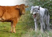 Kisah Sapi yang Baik Hati dan Serigala yang tak tahu Balas budi (Oleh: Asmin Amin)