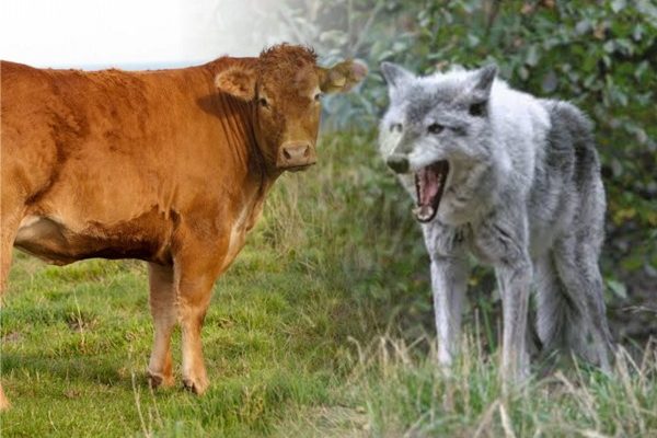 Kisah Sapi yang Baik Hati dan Serigala yang tak tahu Balas budi (Oleh: Asmin Amin)