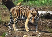 Harimau Sumatera membunuh Petani dan melukai Wisatawan