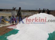 Berkah Kemarau Panjang, Produksi Garam di Takalar Melimpah