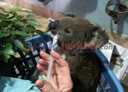 Kebakaran hutan di Australia melenyapkan setengah dari koloni Koala