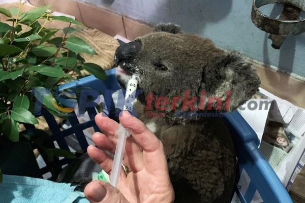 Kebakaran hutan di Australia melenyapkan setengah dari koloni Koala