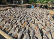 Kongres AS mengesahkan RUU yang melarang pembelian atau penjualan sirip hiu secara nasional