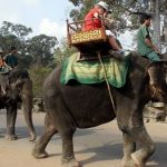 Kamboja Melarang Naik Gajah di Taman Kuil