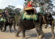 Kamboja Melarang Naik Gajah di Taman Kuil
