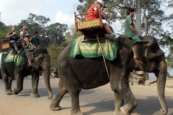 Kamboja Melarang Naik Gajah di Taman Kuil