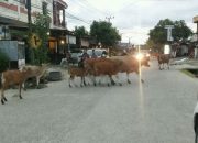 Ditambrak Mobil, Tujuh ekor Sapi Mati