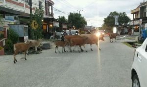 Ditambrak Mobil, Tujuh ekor Sapi Mati