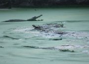 Wanita di Kendari Tewas diterkam buaya dan 1 masih hilang