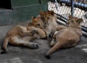 Polisi Menangkap 2 Tersangka Penyelundup Macan Tutul dan Singa di Pekanbaru