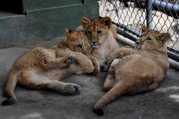 Polisi Menangkap 2 Tersangka Penyelundup Macan Tutul dan Singa di Pekanbaru