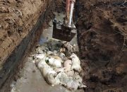 Lebih dari 27.000 Babi Mati Akibat Kolera di Sumatera Utara
