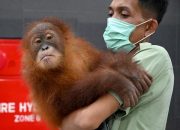 Selundupkan Orangutan, Kadal dan Tokek dari Bali, Warga Negara Rusia di Hukum 1 Tahun Penjara