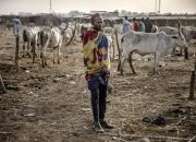 Gerilyawan Boko Haram membunuh 19 penggembala ternak Nigeria