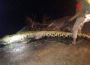 Sisa sisa tubuh Lelaki Asal Indonesia ditemukan didalam Perut Buaya di Sarawak utara