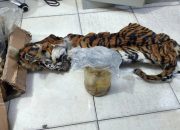 Polisi menangkap lima tersangka pemburu harimau sumatera hamil