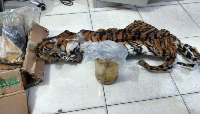Polisi menangkap lima tersangka pemburu harimau sumatera hamil