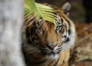 Petani Kopi Tewas diterkam Harimau Sumatera