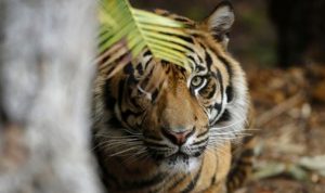 Petani Kopi Tewas diterkam Harimau Sumatera