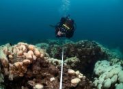 Karang berumur berabad-abad menyimpan petunjuk tentang perubahan iklim