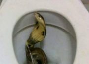 Puluhan Kobra meneror toilet di Jakarta Barat