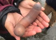 Ribuan Ikan Penis terdampar di pantai California Usai di Terjang Badai
