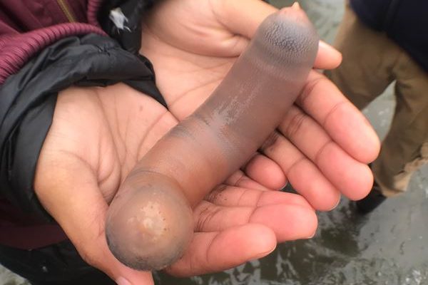 Ribuan Ikan Penis terdampar di pantai California Usai di Terjang Badai
