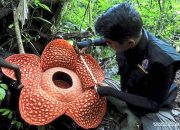 Bunga Rafflesia, Bunga terbesar di dunia yang hanya terlihat di Indonesia