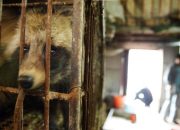 Hindari Penyebaran Virus Corona, China melarang perdagangan Hewan Liar