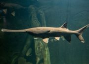 Paddlefish, Ikan air tawar terbesar di Cina dinyatakan punah
